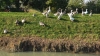 Oche lungo l'argine del canale Grassaga