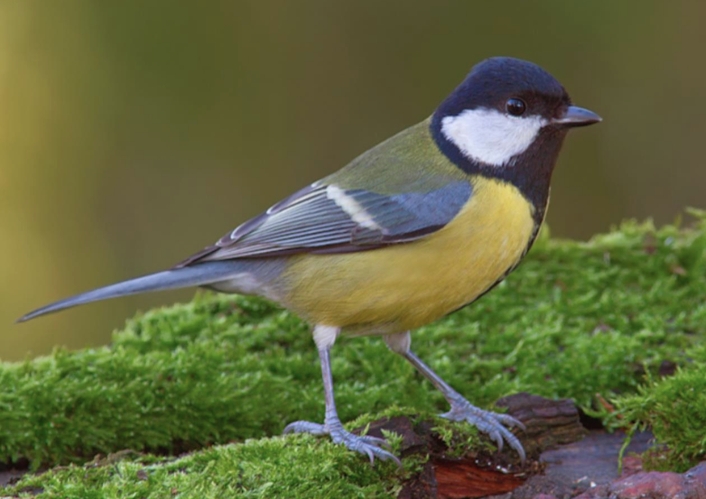 Le foto di Luca Dolce e Franco Pizzato