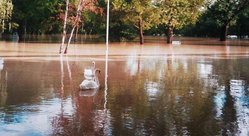 San Donà di Piave,cigni sul parco fluviale allagato