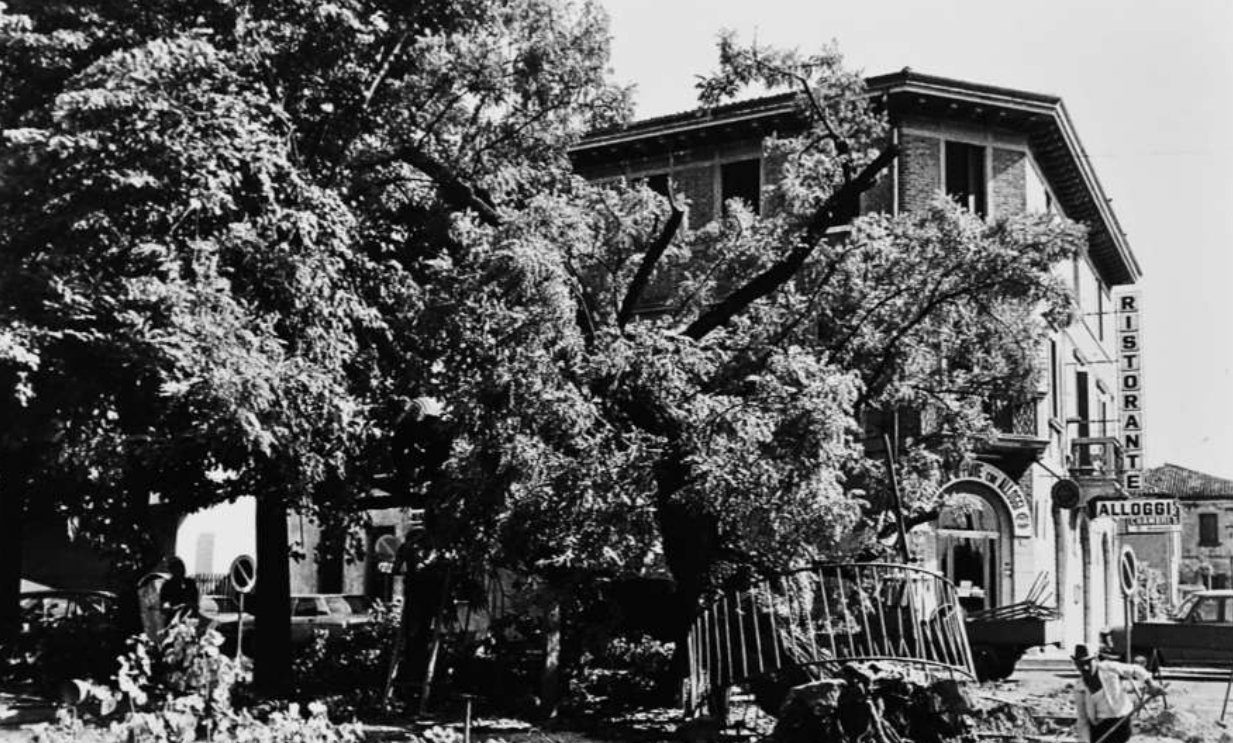 LA SECOLARE ACACIA ABBATTUTA DA UN FORTISSIMO TEMPORALE NEL LUGLIO DEL 1979