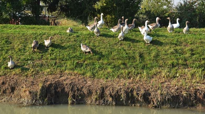 Oche lungo l'argine del canale Grassaga
